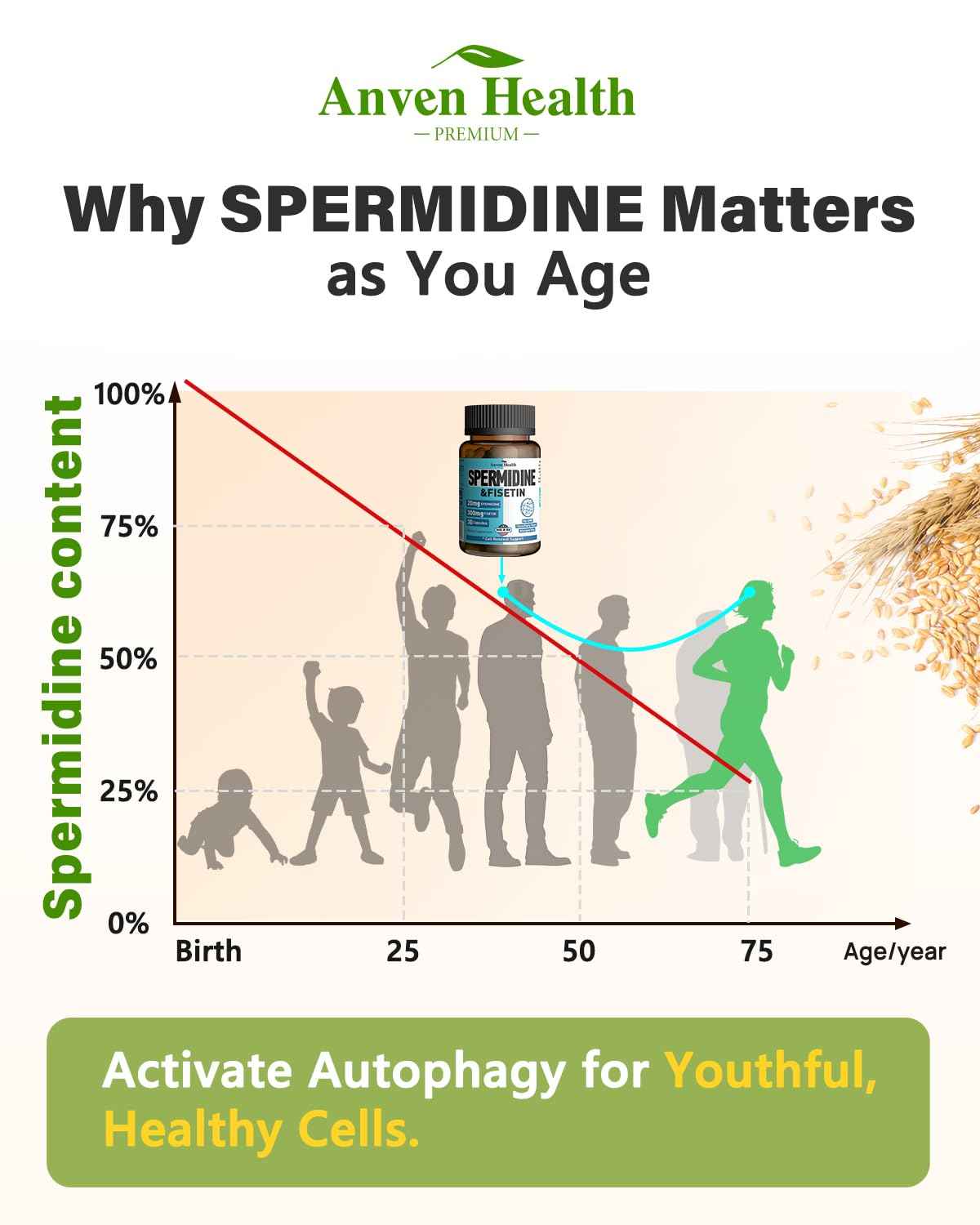 Spermidine & Fisetin Supplement - 20mg of 99% Spermidine Per Serving, 3HCL & 300mg Fisetin for Women Men Cell Renewal, Aging Defense & Longevity, Gluten Free, Non-GMO, Made in USA - 30 Veggie Caps