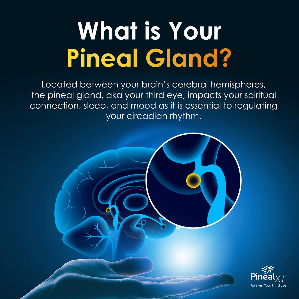 Pineal XT Gold Pineal Gland Supplement, Third Eye Awakening - Focus and Memory Supplement for Brain, 7 Powerful Ingredients Detox and Activate Your Pineal Gland, 30 Count, 1 Daily
