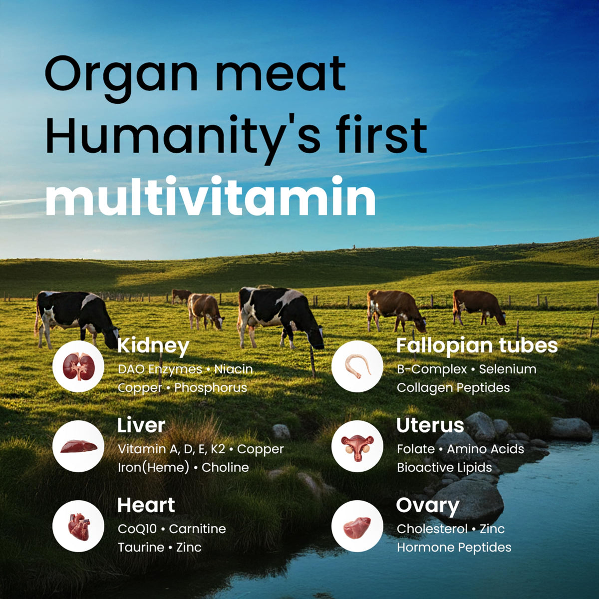 Beef Organ Supplement for Women - Grass Fed Liver, Uterus, Ovary, Heart, Kidney - 30+ Nutrients to Support Hormone Balance, Cycle Health, Energy, Immunity