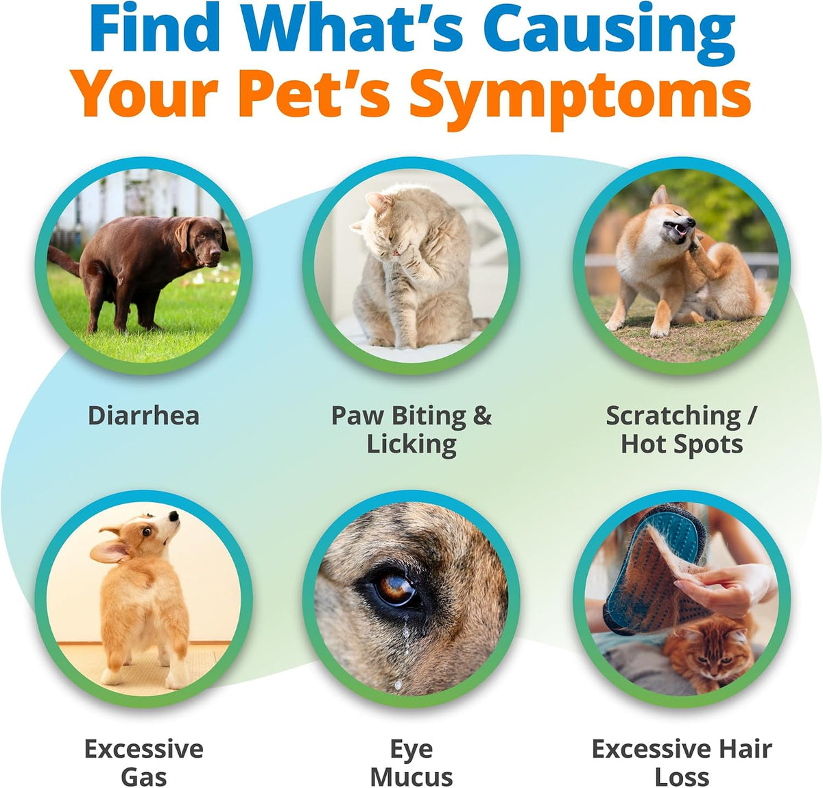 5Strands Kibble & Wet Pet Food Intolerance Test for Dogs & Cats
