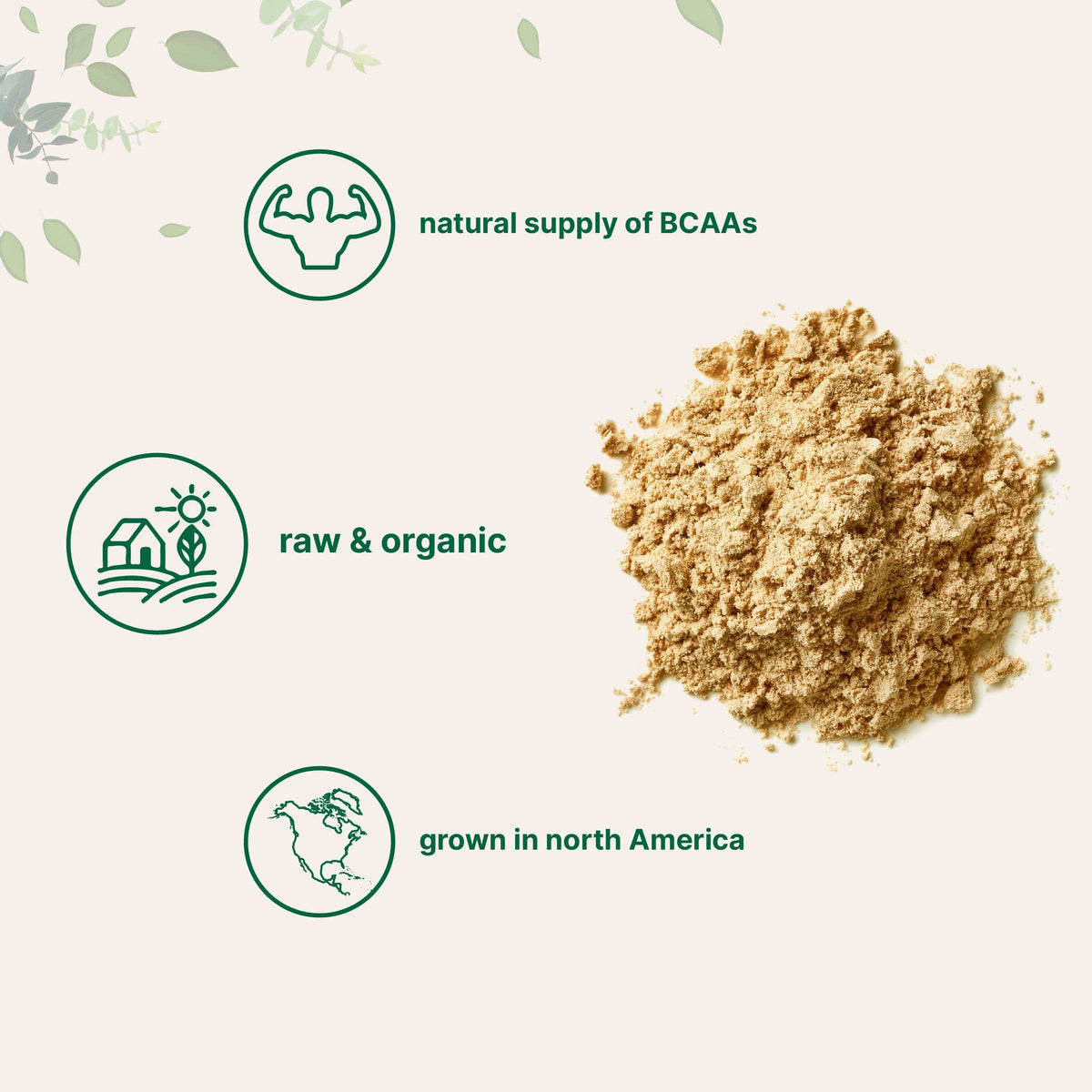 North America Grown, Organic Pea Protein Powder, 1KG (2.2 Pounds) - Plant-Based Vegan Protein, Meatless Protein Supplement, Natural Branched Chain Amino Acids - Non-GMO, Soy Free